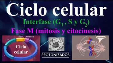 Ciclo celular. Interfase (G1, S y G2) y fase M (mitosis y citocinesis)