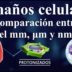 Tamaños celulares. Comparación entre el milímetro, micra (micrómetro) y nanómetro